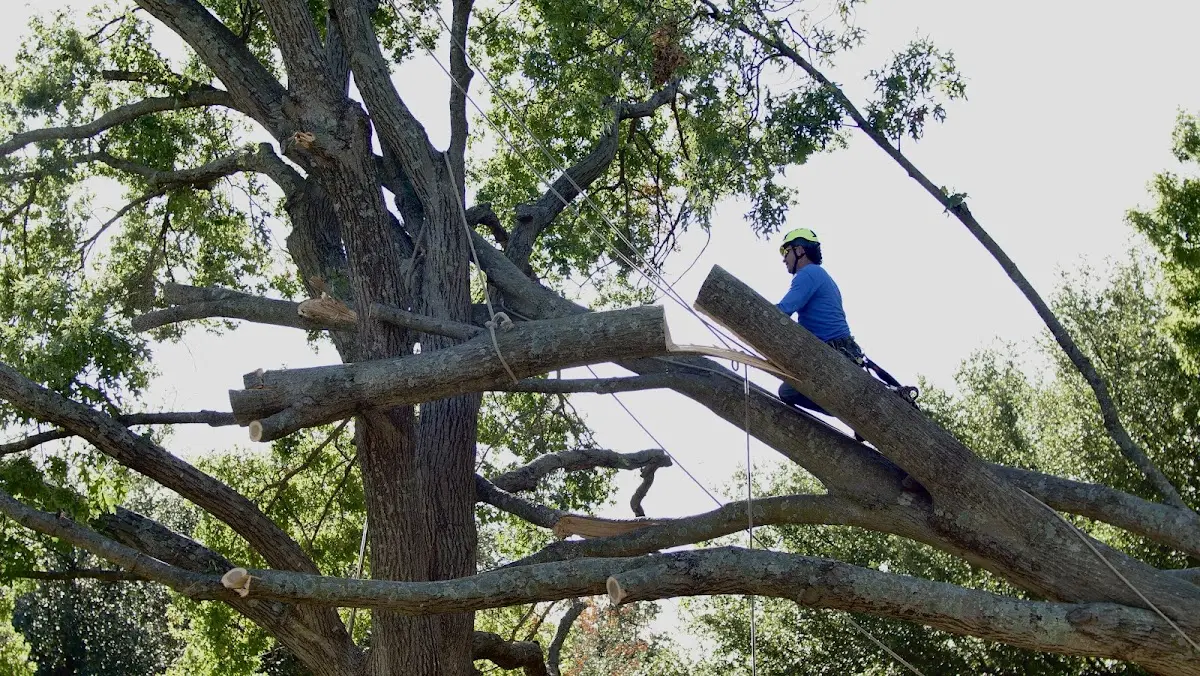 Professional Crown Thinning performed by certified arborists in Baldwin Place